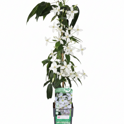 Clematis armandii: 4 Stück, 65cm hoch, Blüte im Frühling