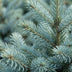 Picea pungens Glauca - Blaufichte - Blau - Weihnachtsbaum - Ø23cm - ↕60cm Bild 4