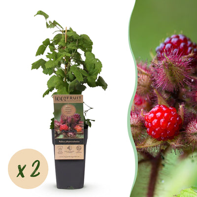 Japanische Weinbeere (Rubus phoenicolasius) – 2 Pflanzen