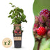 Japanische Weinbeere (Rubus phoenicolasius) – 2 Pflanzen Bild 1
