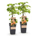 Himbeerpflanze Fallgold - Gelbe Bio-Himbeere - 2 Pflanzen Bild 2