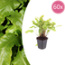 Hirschzungenfarn (Asplenium scolopendrium) - 10-25cm Topf Ø9cm Bild 1