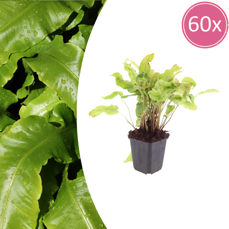 Hirschzungenfarn (Asplenium scolopendrium) - 10-25cm Topf Ø9cm