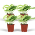Epipremnum Marble Queen 4er-Set Topf Ø12cm Bild 1