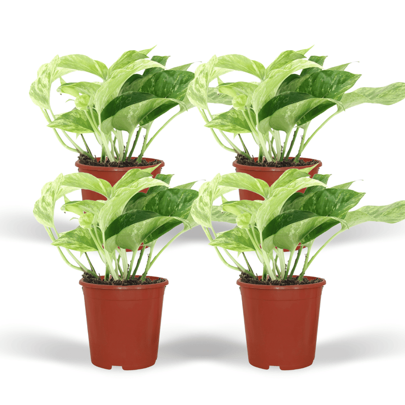 Epipremnum Marble Queen 4er-Set Topf Ø12cm