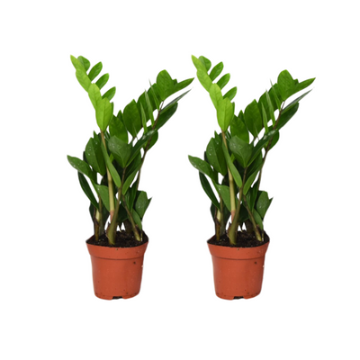 Glücksfeder Zamioculcas Zamiifolia: 2er Set Pflegeleichte Zimmerpflanze