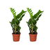 Glücksfeder Zamioculcas Zamiifolia: 2er Set Pflegeleichte Zimmerpflanze Bild 1