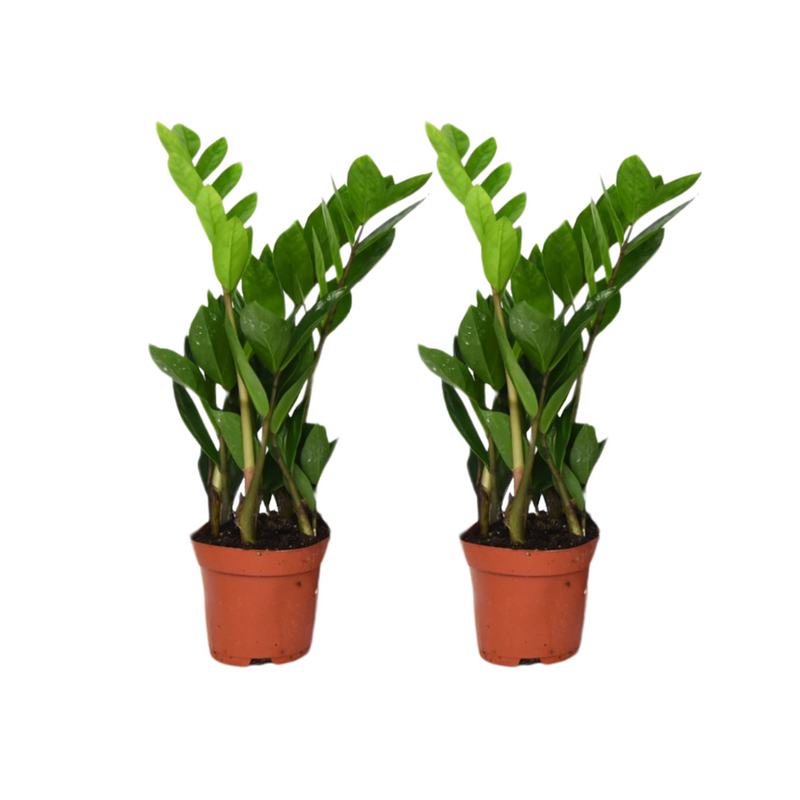 Glücksfeder Zamioculcas Zamiifolia: 2er Set Pflegeleichte Zimmerpflanze