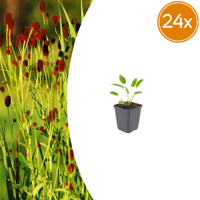 24x Sanguisorba 'Tanna' - 10-25cm - Ø9cm