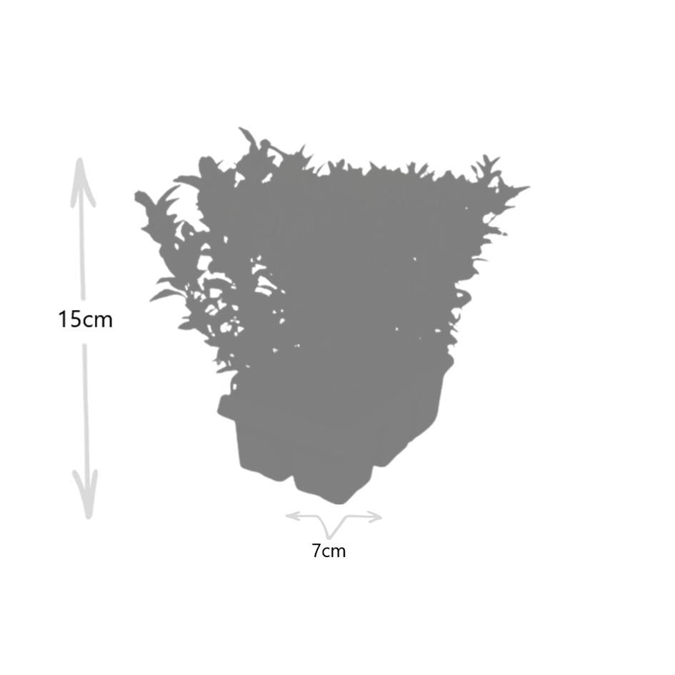 12x Euonymus 'Green Spire' 7cm Topf, 15cm Höhe - Vertikale Gartengestaltung