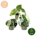 3x Baby Alocasia Tricolour Variegata Set Ø6cm Bild 5