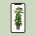 Scindapsus Epipremnum: Große Zimmerpflanze Ø24cm, ↕120cm, pflegeleicht Bild 5