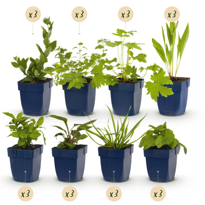GreenboutiQ Staudenpaket: Bienen- & Schmetterlingsfreundlich, 24 Stauden