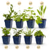 GreenboutiQ Staudenpaket: Bienen- & Schmetterlingsfreundlich, 24 Stauden Bild 1