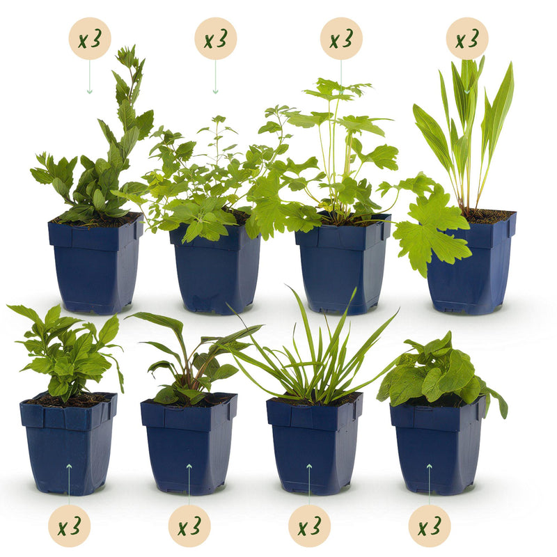 GreenboutiQ Staudenpaket: Bienen- & Schmetterlingsfreundlich, 24 Stauden