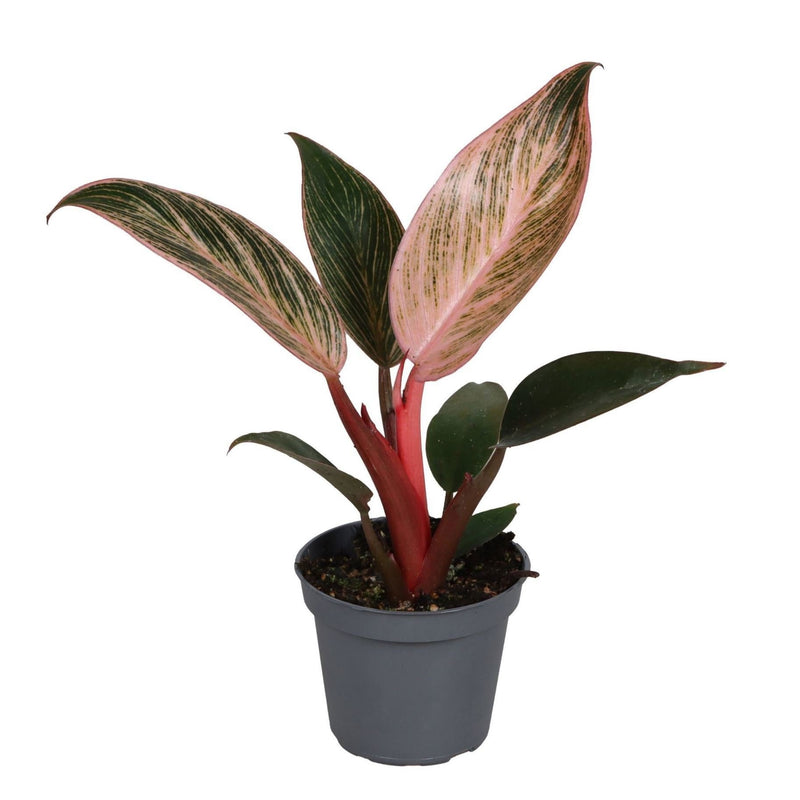 Philodendron Pink Bikini - Tropische Zimmerpflanze mit rosa-grünem Blattmuster