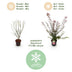 Green boutiQ - Gartenpflanze - Acer palmatum Shaina - Japanischer Ahorn - Laubabwerfend - Rot - 1 - Topf 26cm - Höhe 90cm Bild 4