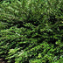6x Lonicera pileata 'Purple Pearl' - ↕10-25cm - Ø9cm Bild 4