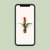 Guzmania Ostara - 45cm hoch, Ø12cm Topf Bild 5