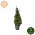 Picea glauca Conica - Zuckerhutfichte - Grün - Weihnachtsbaum - Ø26cm - ↕110cm Bild 5