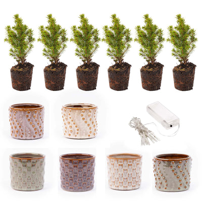 Mini Christmas tree set 6m. Pot Madrid + 20 LED lights