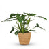 Philodendron Lacerum Houseplant in Basket – Green & Easy Care (65cm) Bild 2