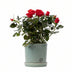 Rote Rose im P&PURE Lauren Keramiktopf Ø12cm - ↕30cm Bild 1
