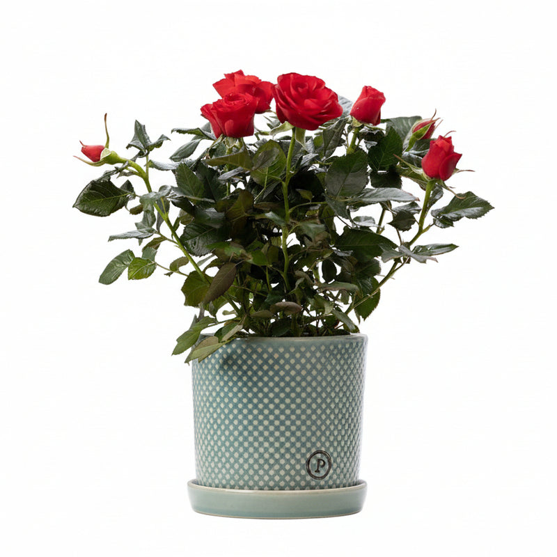 Rote Rose im P&PURE Lauren Keramiktopf Ø12cm - ↕30cm