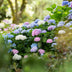 3x Endless Summer Hydrangeas: Blue, Pink, White, winter hardy Bild 6