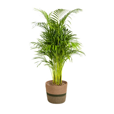 Areca-Palme im Topf Ø21cm - 100-120cm