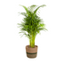 Areca Palm in Pot Ø21cm - 100-120cm Bild 1