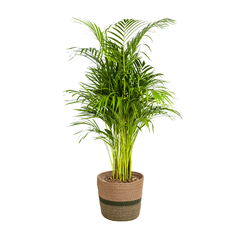 Areca Palm in Pot Ø21cm - 100-120cm