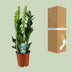 ZZ Plant Lucky Feather 65 cm, easy to care for & robust Bild 4