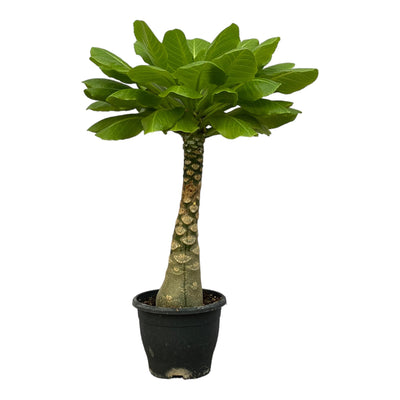 Birghamia Insignis: Tropische Schönheit für Ihr Zuhause - 25 cm