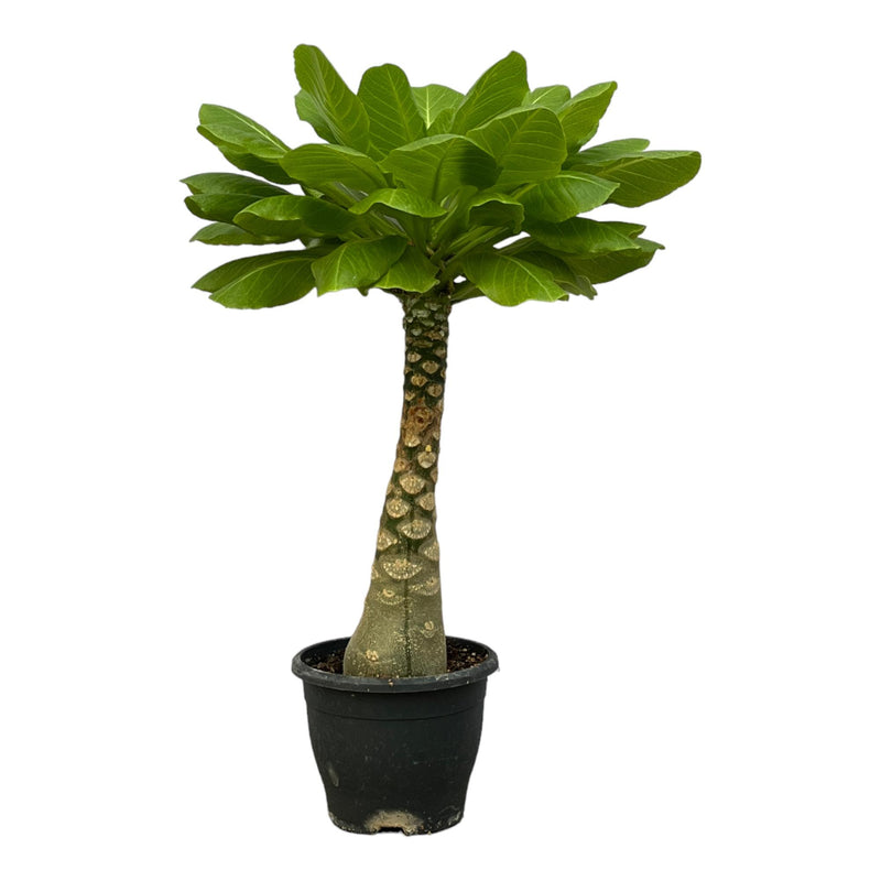Birghamia Insignis: Tropische Schönheit für Ihr Zuhause - 25 cm
