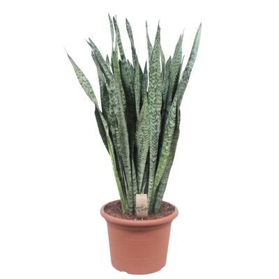 Sansevieria Zeylanica - 110 cm - Ø35 | Pflegeleichte Zimmerpflanze