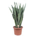 Sansevieria Zeylanica - 110 cm - Ø35 | Pflegeleichte Zimmerpflanze Bild 1