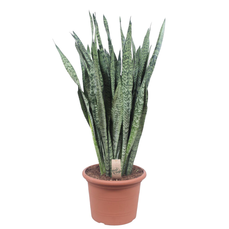 Sansevieria Zeylanica - 110 cm - Ø35 | Pflegeleichte Zimmerpflanze