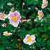 6x Anemone tom. 'Robustissima' - 10-25cm - Ø9cm Bild 5