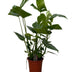 Monstera - 70cm: Tropisches Flair für Ihr Zuhause Bild 1