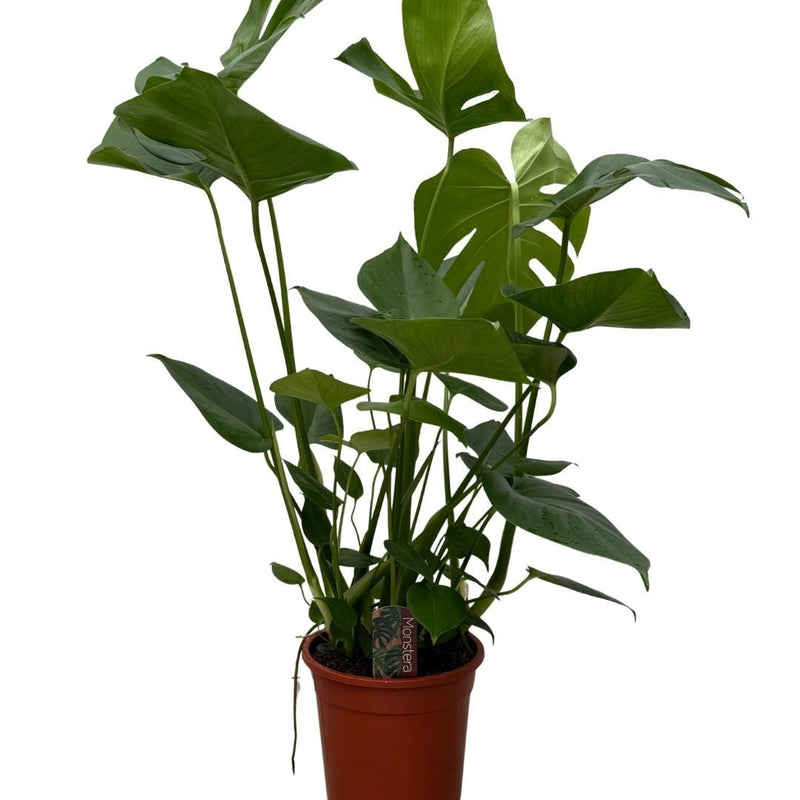 Monstera - 70cm: Tropisches Flair für Ihr Zuhause