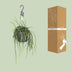 Lepisium Bolivianum Kaktus – Ø17cm, ↕40cm Bild 3