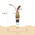 Green boutiQ - Fruit plant - Musa ensete Maurelli - Banana tree - Hardy - Red-Green - 2 Plants - Pot 15cm - Height 50cm Bild 3