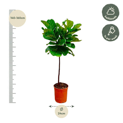 Ficus Lyrata Stamm 130 cm - Eleganter Geigenfeige für Ihr Zuhause
