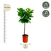 Ficus Lyrata Stamm 130 cm - Eleganter Geigenfeige für Ihr Zuhause Bild 2