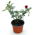 Gartenrose 'Rote The Fairy' - Winterhart, Blühfreudig, 1 Pflanze Bild 2