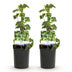 GreenboutiQ Efeu 'Glacier' - Immergrüne Kletterpflanze, 2er Set Bild 2