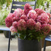 Rispenhortensie 'Living Little Rosy' - Winterhart, Rosa, Topf 12cm Bild 5