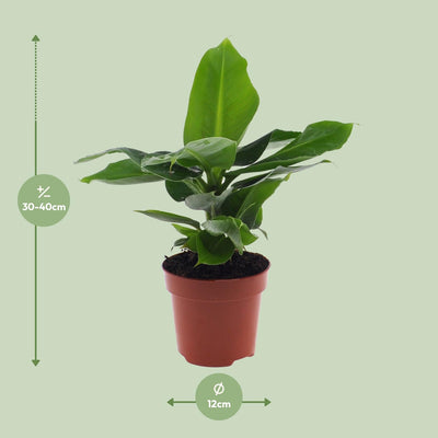 Bananenbaum Musa Oriental Dwar - Ø12cm Topf - ca. 35cm hoch