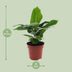 Banana Plant Musa Oriental Dwarf - Ø12cm pot - approx. 35cm tall Bild 2